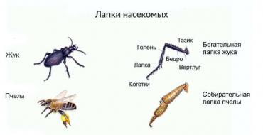 «Класс Насекомые Краткое строение насекомых