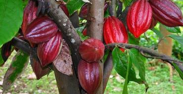 Выращивание какао в африке