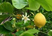 Všetko, čo potrebujete vedieť o citrónovom citrónom