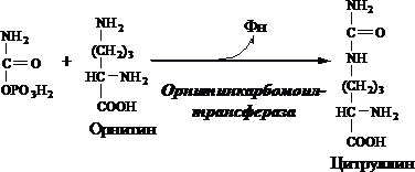 Схема выделения аммиака с мочой