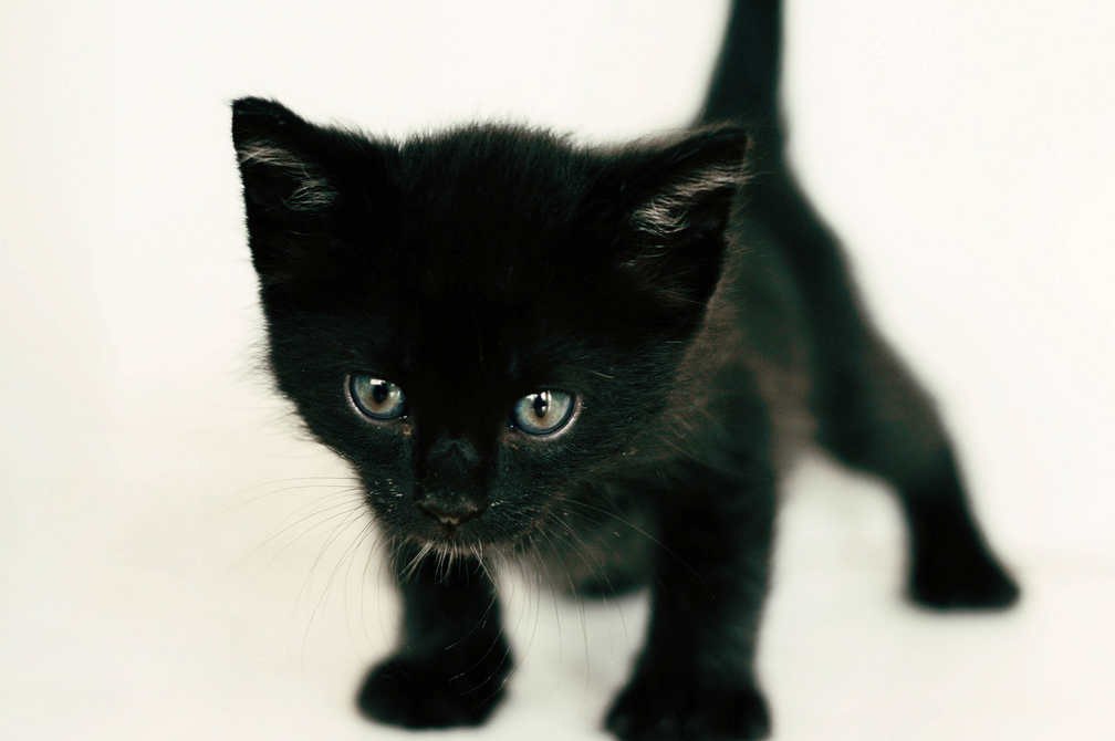 Черный котенок. Котята черного цвета. Маленький черный котенок. Черненький котенок. Имя для черно белого кота