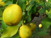 Pestovanie citróna doma