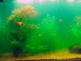 Green water in the aquarium: why, what to do and how to deal